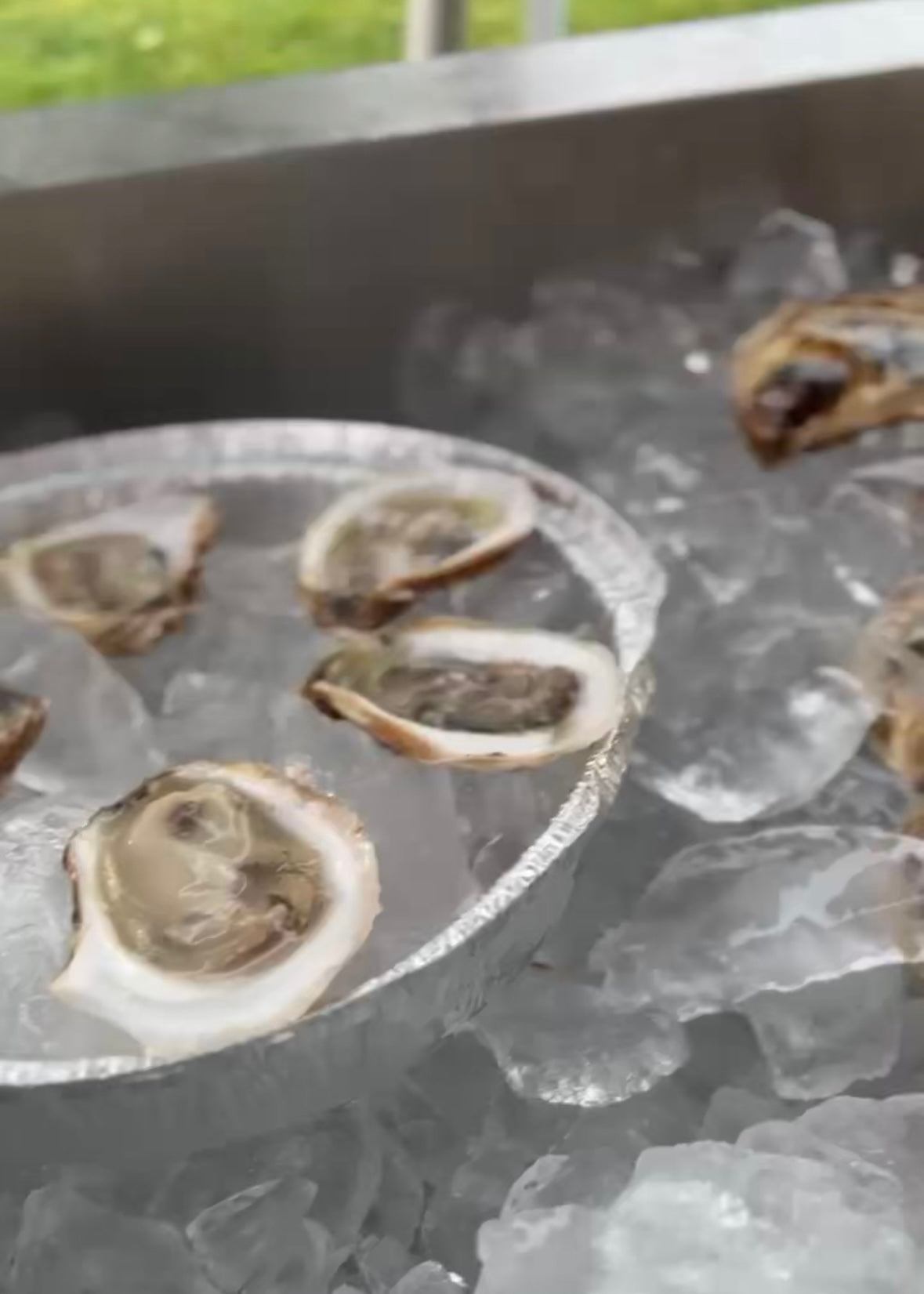 12 Oysters